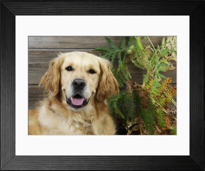 Framed Print : DOG. Golden retriever sitting in leaves Framed Print : DOG. Golden retriever sitting in leaves
