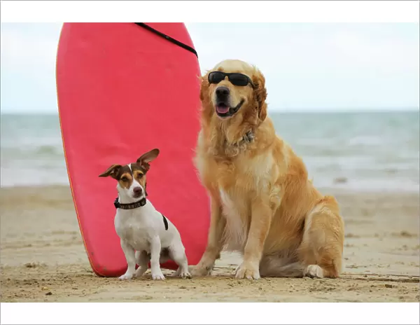 DOG. Golden retriever wearing sunglasses and jack russell terrier next to surf board