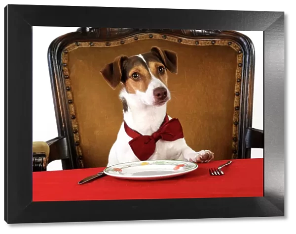 DOG. Jack russell terrier wearing bow tie sitting at table