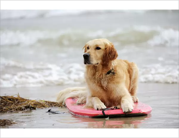 DOG. Golden retriever on surf board