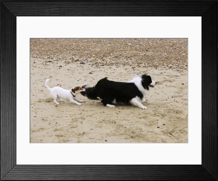 Framed Print : DOG. Jack russell terrier pulling on border collies tail Framed Print : DOG. Jack russell terrier pulling on border collies tail