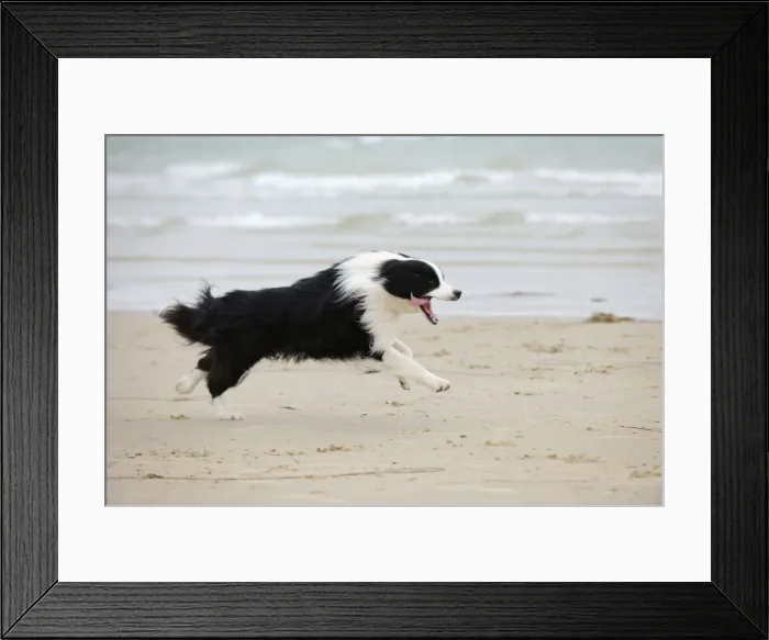 Framed Print : DOG. Border collie running along beach Framed Print : DOG. Border collie running along beach