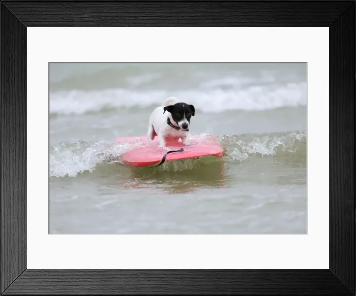 Framed Print : DOG. Jack russell terrier surfing Framed Print : DOG. Jack russell terrier surfing
