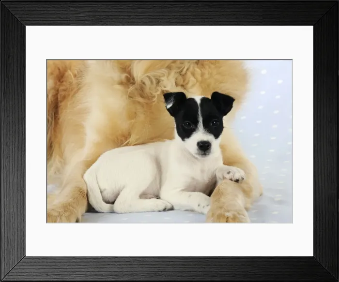 Framed Print : DOG. Jack russell terrier puppy laying in front of golden retriever chest Framed Print : DOG. Jack russell terrier puppy laying in front of golden retriever chest