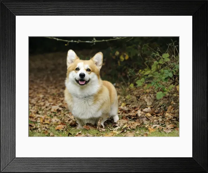 Framed Print : DOG. Welsh corgi in autumn leaves Framed Print : DOG. Welsh corgi in autumn leaves