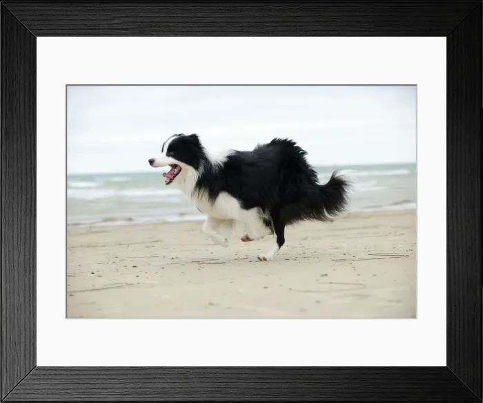 Framed Print : DOG. Border collie running along beach Framed Print : DOG. Border collie running along beach