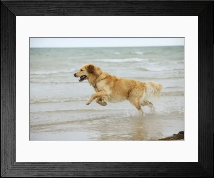 Framed Print : DOG. Golden retriever running in surf Framed Print : DOG. Golden retriever running in surf
