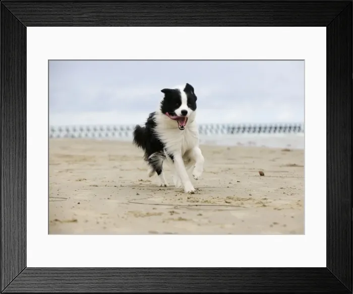 Framed Print : DOG. Border collie running along beach Framed Print : DOG. Border collie running along beach