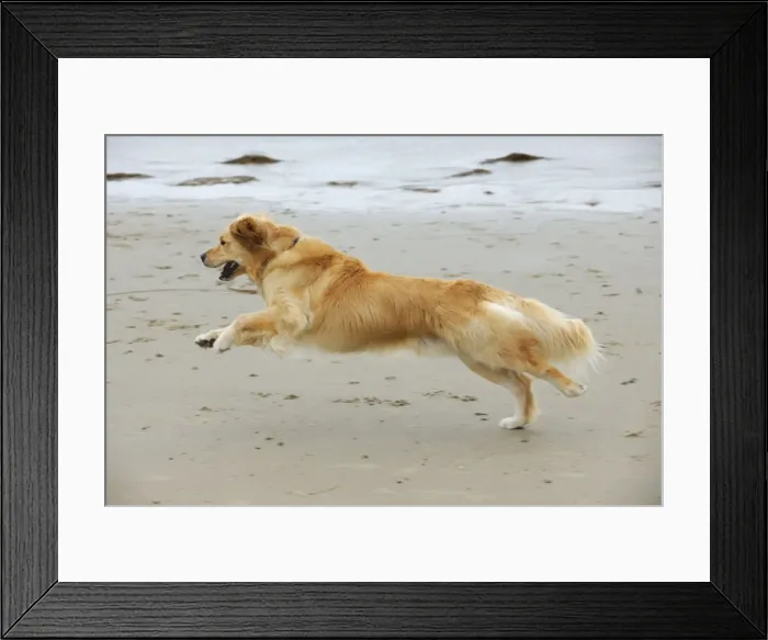 Framed Print : DOG. Golden retriever running along beach Framed Print : DOG. Golden retriever running along beach