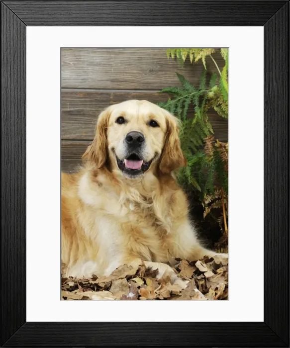 Framed Print : DOG. Golden retriever sitting in leaves Framed Print : DOG. Golden retriever sitting in leaves
