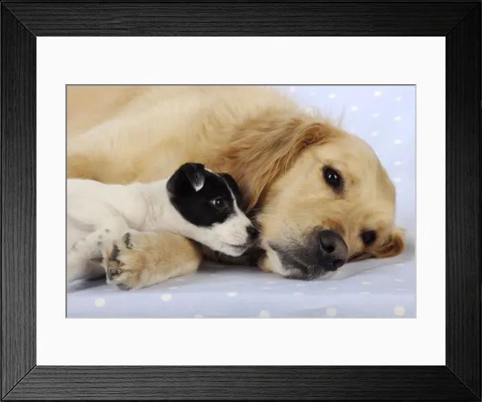 Framed Print : DOG. Jack russell terrier puppy smelling golden retriever laying down Framed Print : DOG. Jack russell terrier puppy smelling golden retriever laying down