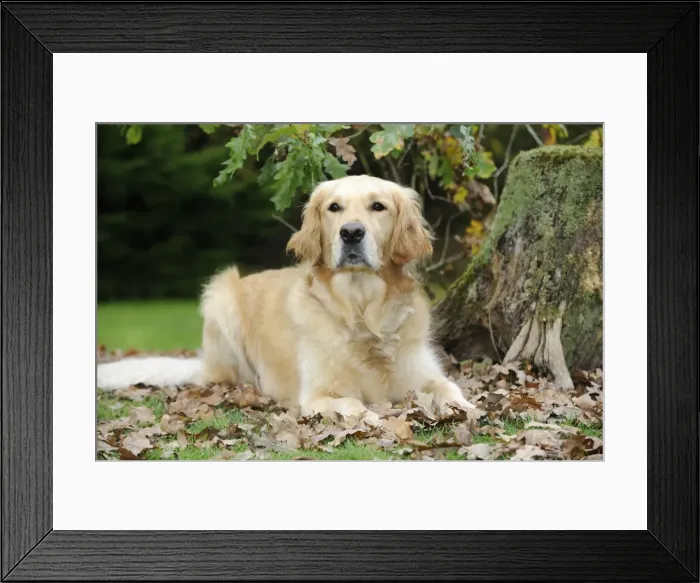 Framed Print : DOG. Golden retriever in leaves Framed Print : DOG. Golden retriever in leaves