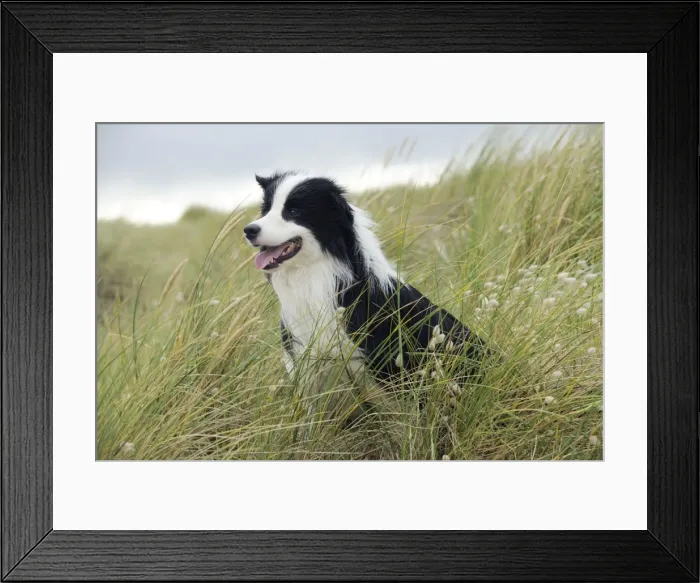 Framed Print : DOG. Border collie standing in sand dunes