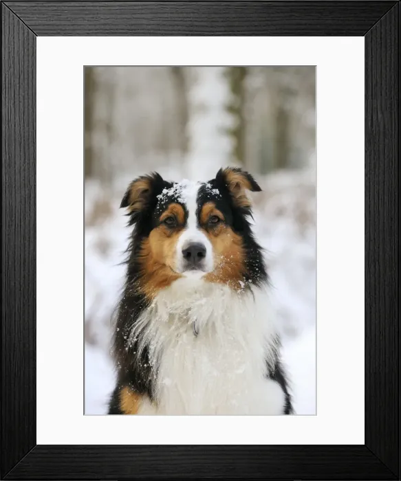 Framed Print : DOG. Australian shepherd with snow on head Framed Print : DOG. Australian shepherd with snow on head