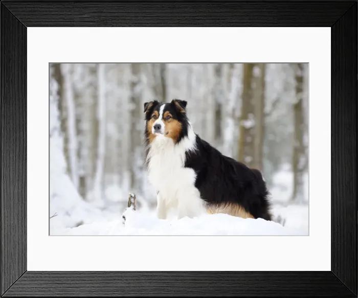 Framed Print : DOG. Australian shepherd standing in the snow Framed Print : DOG. Australian shepherd standing in the snow