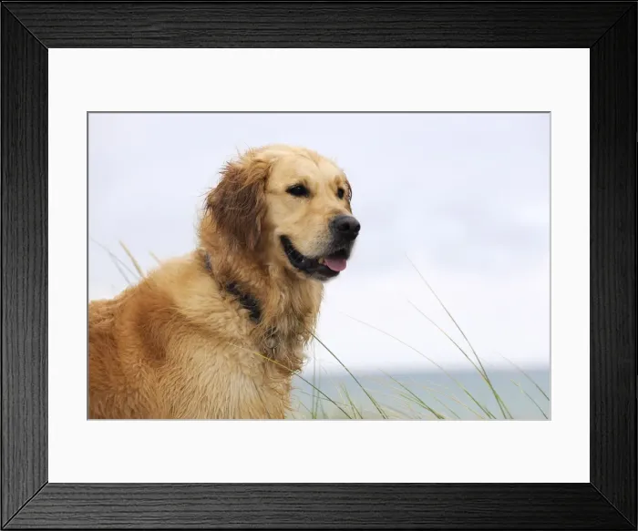 Framed Print : DOG. Golden retriever on sand dune Framed Print : DOG. Golden retriever on sand dune