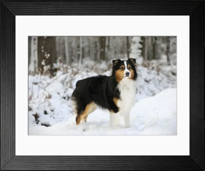 Framed Print : DOG. Australian shepherd standing in the snow Framed Print : DOG. Australian shepherd standing in the snow