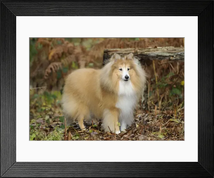 Framed Print : DOG. Shetland sheepdog in ferns Framed Print : DOG. Shetland sheepdog in ferns