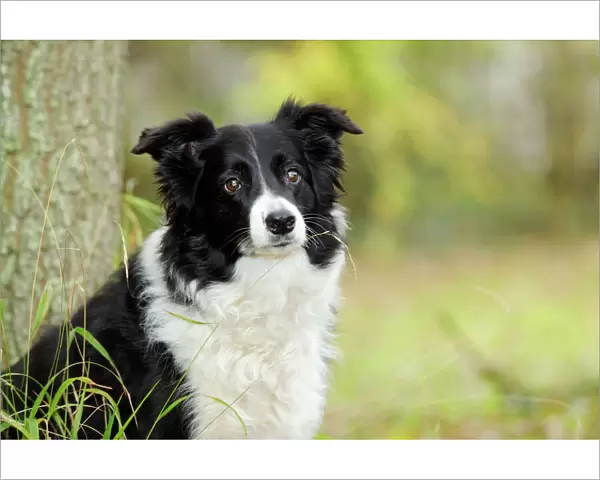 DOG. Border collie in front of tree
