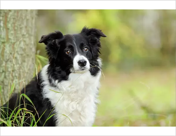 DOG. Border collie in front of tree