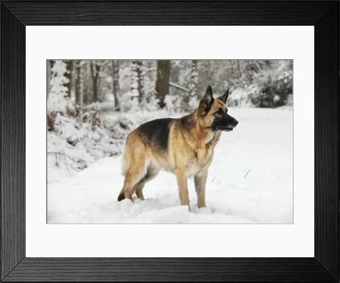 Framed Print : DOG. German shepherd standing in the snow Framed Print : DOG. German shepherd standing in the snow
