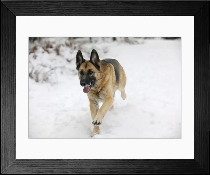Framed Print : DOG. German shepherd running through the snow Framed Print : DOG. German shepherd running through the snow