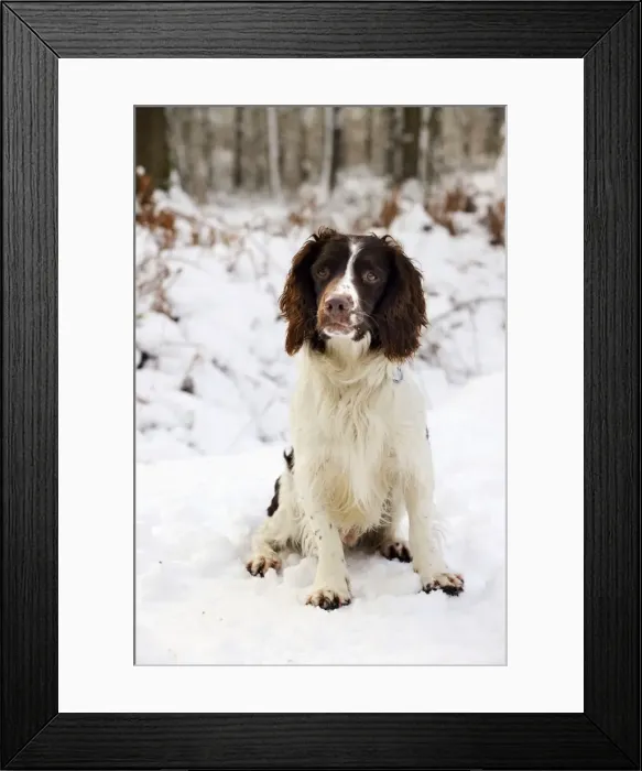 Framed Print : DOG. English springer spaniel sitting in the snow Framed Print : DOG. English springer spaniel sitting in the snow