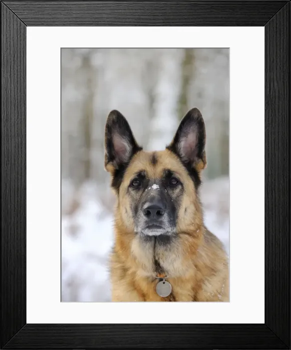 Framed Print : DOG. German shepherd with snow on nose Framed Print : DOG. German shepherd with snow on nose