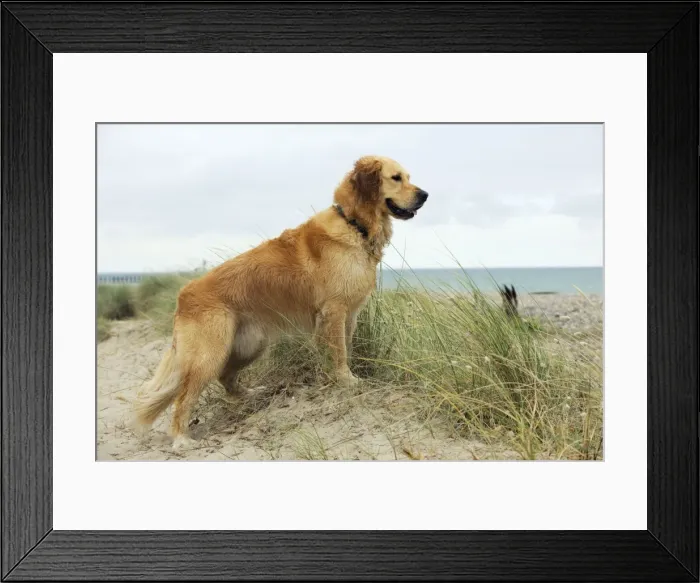 Framed Print : DOG. Golden retriever standing on sand dune Framed Print : DOG. Golden retriever standing on sand dune