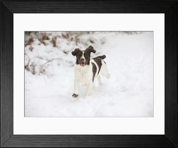 Framed Print : DOG. English springer spaniel running through the snow Framed Print : DOG. English springer spaniel running through the snow