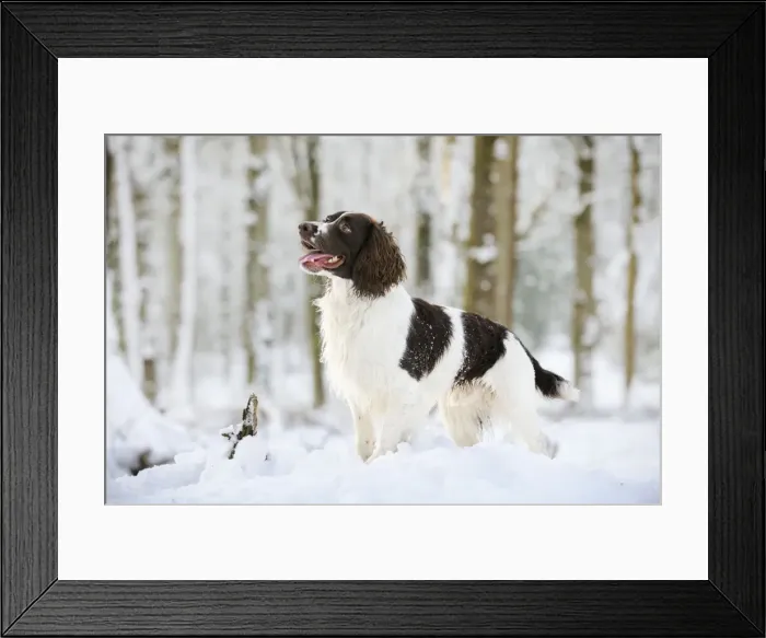 Framed Print : DOG. English springer spaniel standing in the snow Framed Print : DOG. English springer spaniel standing in the snow
