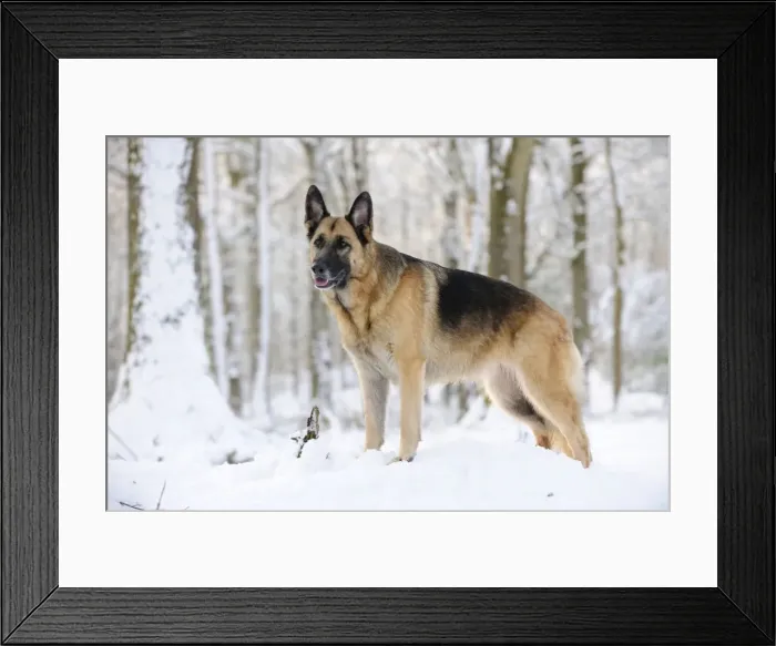 Framed Print : DOG. German shepherd standing in the snow Framed Print : DOG. German shepherd standing in the snow