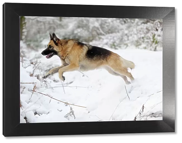 DOG. German shepherd jumping over snow covered ditch