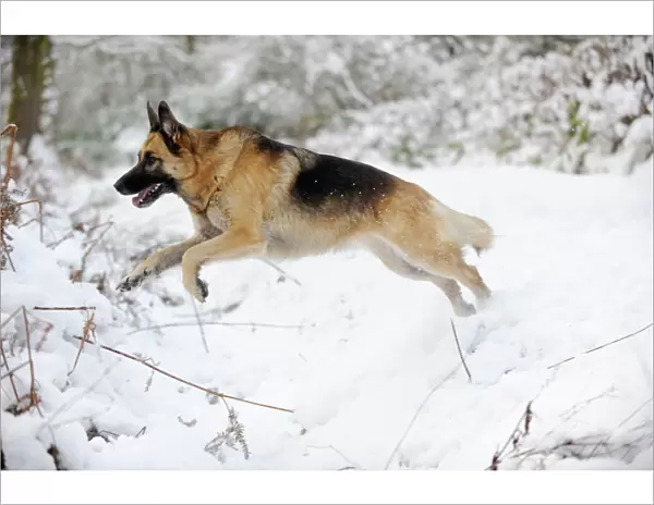 DOG. German shepherd jumping over snow covered ditch
