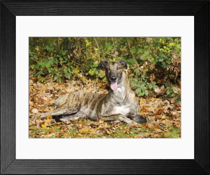 Framed Print : DOG. Greyhound in leaves Framed Print : DOG. Greyhound in leaves