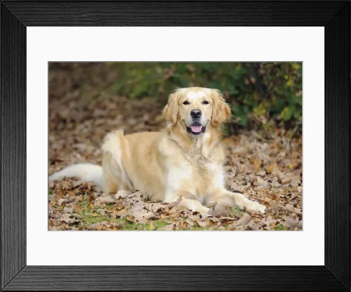 Framed Print : DOG. Golden retriever in leaves Framed Print : DOG. Golden retriever in leaves