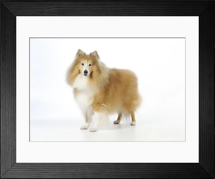 Framed Print : DOG. Shetland sheepdog Framed Print : DOG. Shetland sheepdog