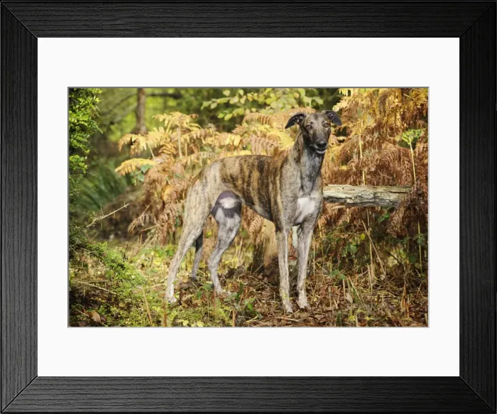 Framed Print : DOG. Greyhound in ferns Framed Print : DOG. Greyhound in ferns