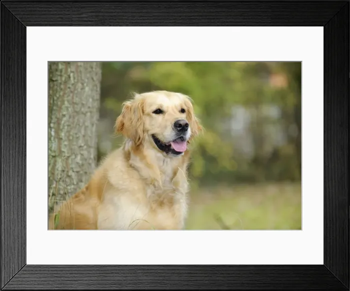 Framed Print : DOG. Golden retriever in front of tree Framed Print : DOG. Golden retriever in front of tree