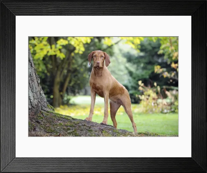 Framed Print : DOG. Hungarian wired haired visca standing on tree root Framed Print : DOG. Hungarian wired haired visca standing on tree root