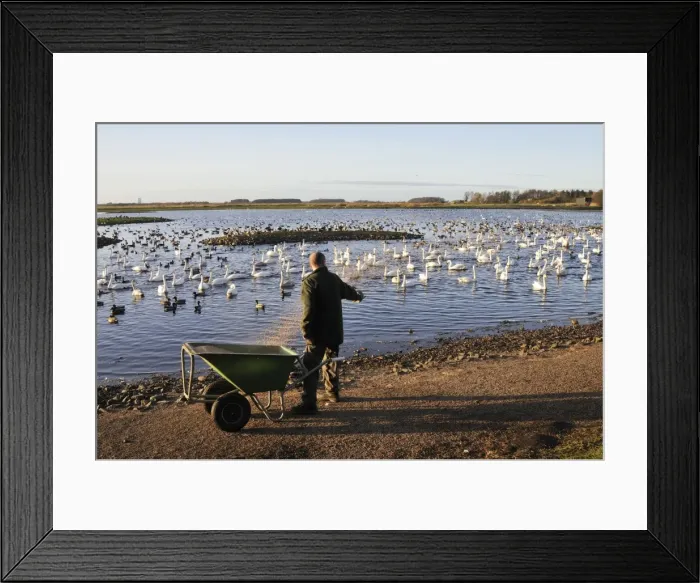 Framed Print : Nature Reserve. Martin Mere WWT - feeding time in the winter Framed Print : Nature Reserve. Martin Mere WWT - feeding time in the winter