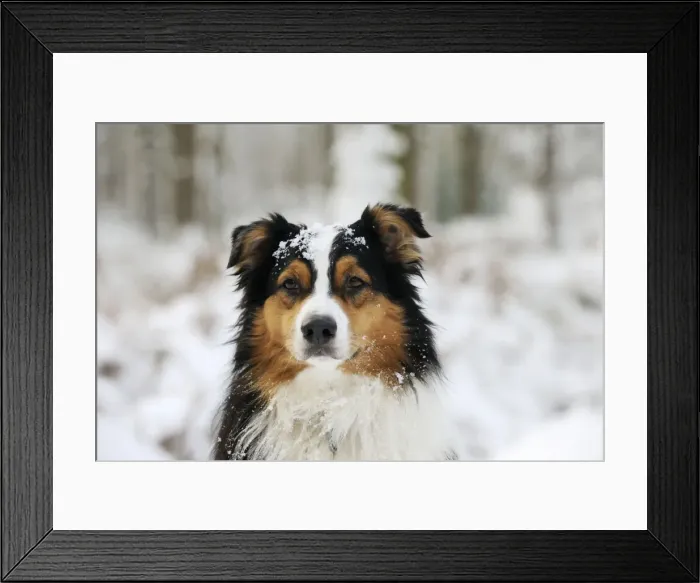 Framed Print : DOG. Australian shepherd with snow on head Framed Print : DOG. Australian shepherd with snow on head