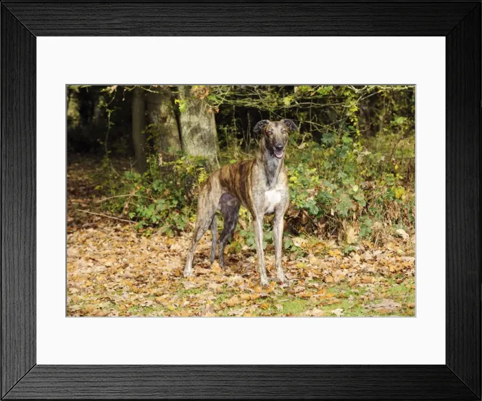 Framed Print : DOG. Greyhound in leaves Framed Print : DOG. Greyhound in leaves
