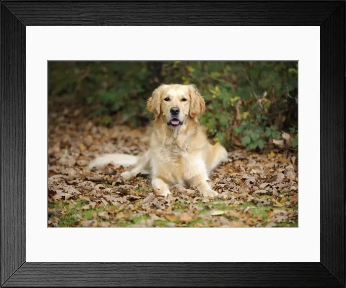 Framed Print : DOG. Golden retriever in leaves Framed Print : DOG. Golden retriever in leaves
