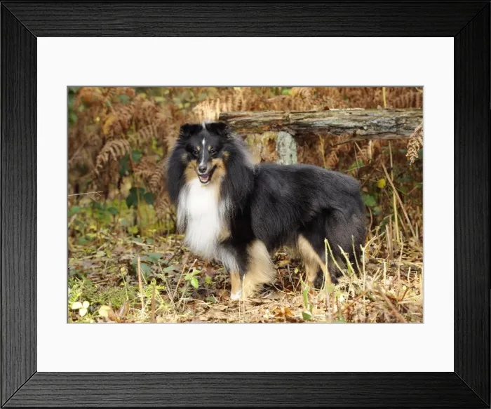 Framed Print : DOG. Shetland sheepdog in ferns Framed Print : DOG. Shetland sheepdog in ferns