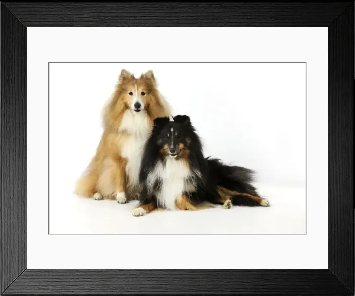 Framed Print : DOG. Shetland sheepdogs Framed Print : DOG. Shetland sheepdogs