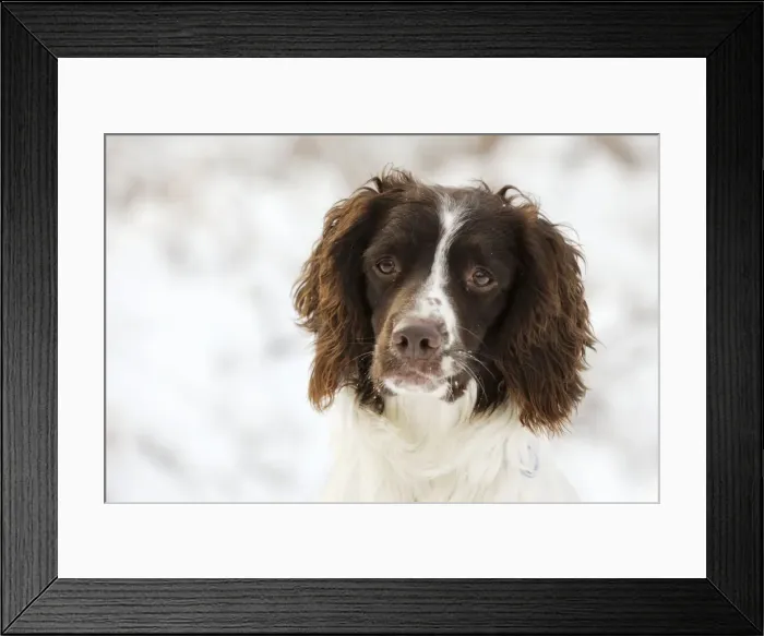 Framed Print : DOG. English springer spaniel close up Framed Print : DOG. English springer spaniel close up