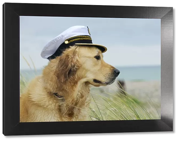 DOG. Golden retriever wearing captains hat