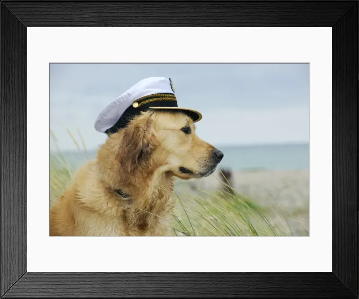 Framed Print : DOG. Golden retriever wearing captains hat Framed Print : DOG. Golden retriever wearing captains hat