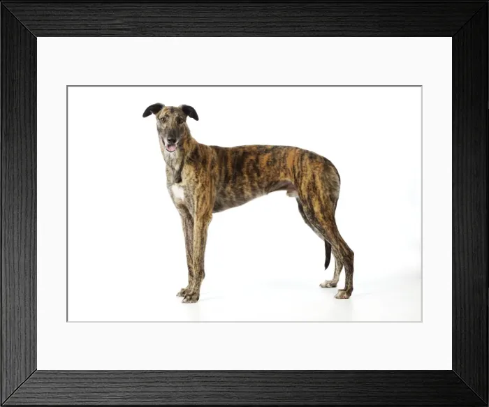 Framed Print : DOG. Greyhound Framed Print : DOG. Greyhound